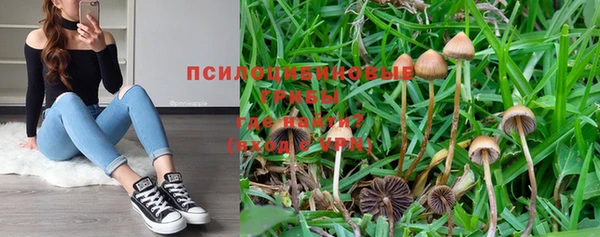 шишки Гвардейск